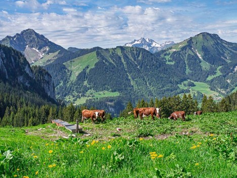 Les vaches d'Abondance des chalets d'Autigny