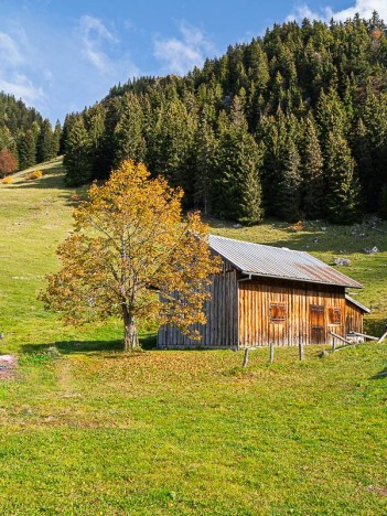 Arbre des Chalets de la Butille