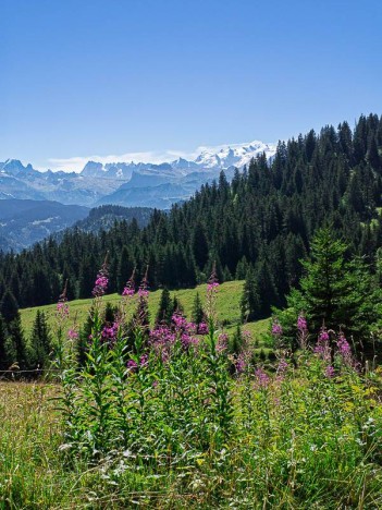 Les près du Col de la Ramaz