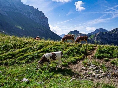 Vaches d'Abondance