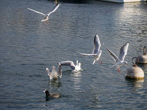 Les mouettes du port, Lac Léman