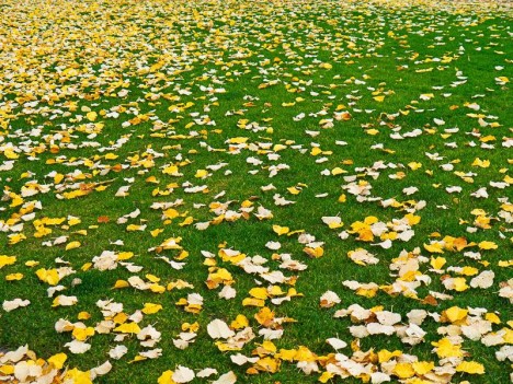 La feuille d'automne…