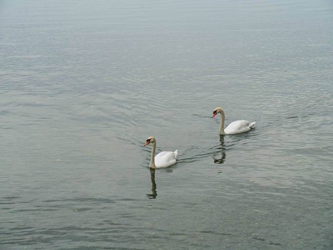 Course de cygnes sur le Lac Léman