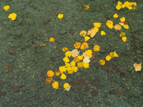 Feuilles d'automne sur le Lac Léman
