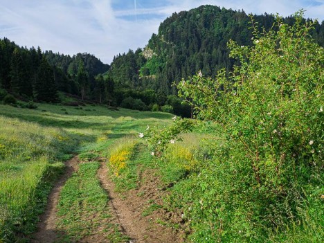 À travers l'alpage de Très-le-Mont