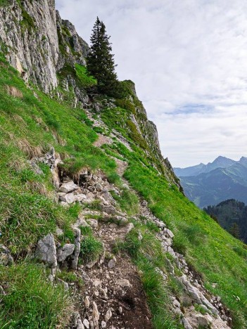 Sentier du Mont Ouzon, arbre caractéristique