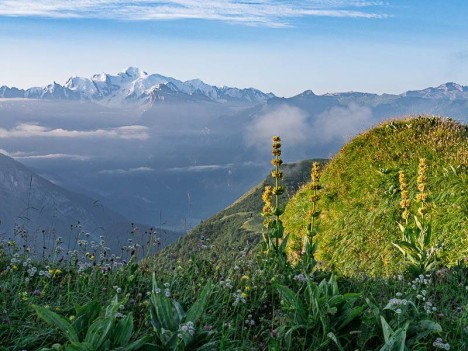 Les grandes gentianes de la crête Chamossière-Angolon
