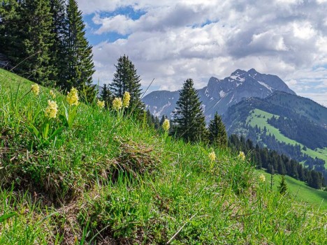 Orchis pâle devant les Cornettes de Bise