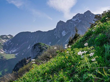 Anémones sur la crête de la Pointe de Lachau