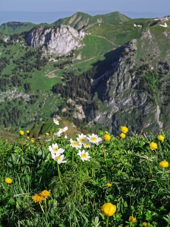Anémones et Trolles, fleurs printanières