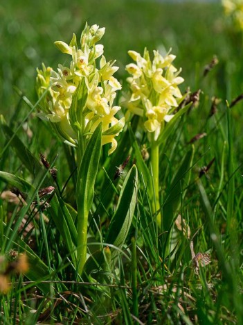 Dactylorhiza sureau