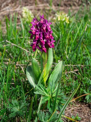 Dactylorhiza sureau