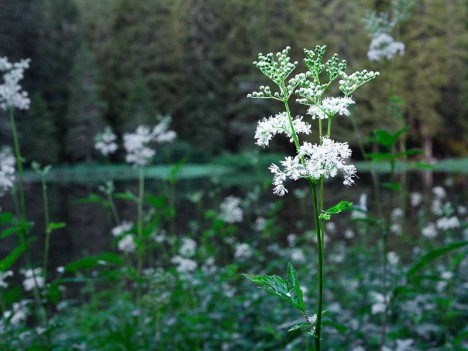 Reine des prés, Spirée ulmaire