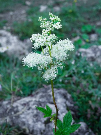 Reine des prés, Spirée ulmaire