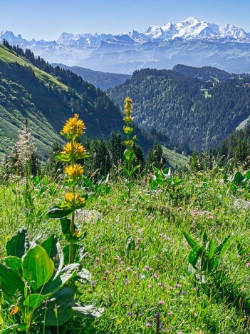 Gentiane jaune face au Mont Blanc
