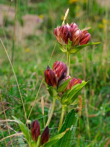 Gentiane pourpre, Gentiana purpurea