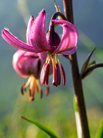 Fleur de Lis martagon