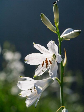 Fleur de Lis de Saint-Bruno