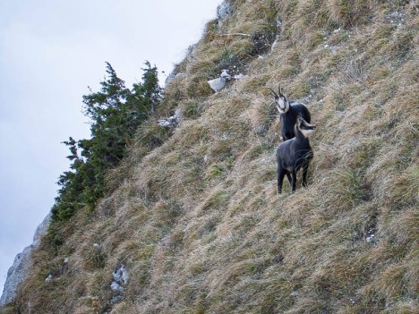 Rupicapra-rupicapra, Chamois du Pic des Mémises