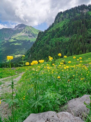Trolle d'Europe et Mont de Grange