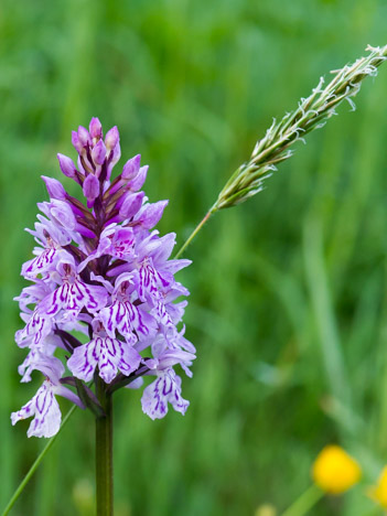 Orchis pyramidal, la fleur