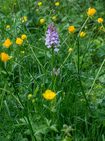 Orchis pyramidal et les boutons d'or