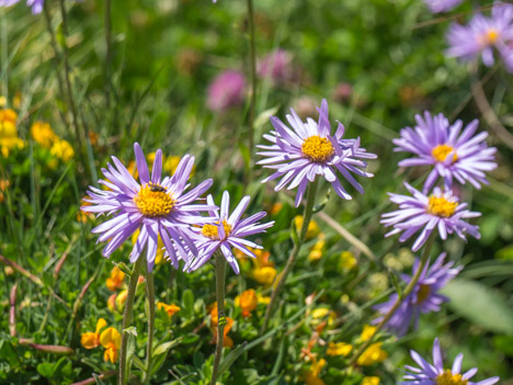 Aster des Alpes