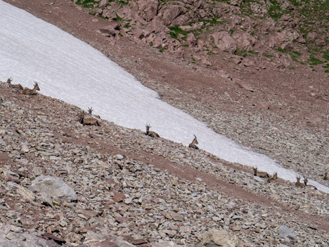 Bouquetins au pied des Cornettes de Bise