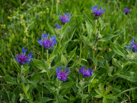 Centaurée des montagnes