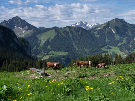 Les vaches d'Abondance des chalets d'Autigny