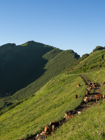 Vaches sur le chemin de la Frête de Penaille