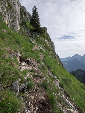 Sentier du Mont Ouzon, arbre caractéristique