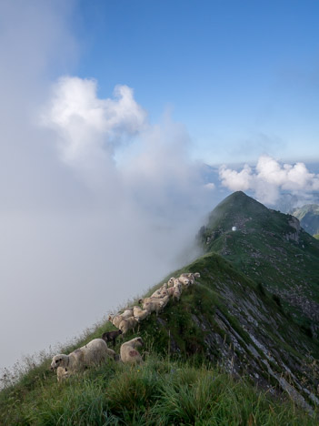 Les moutons de la Pointe d'Angolon