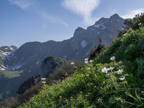 Anémones sur la crête de la Pointe de Lachau