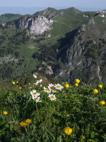 Anémones et Trolles, fleurs printanières