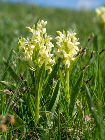 Orchis sureau