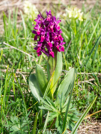 Orchis sureau