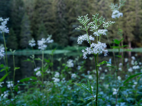 Reine-des-Prés, Spirée ulmaire