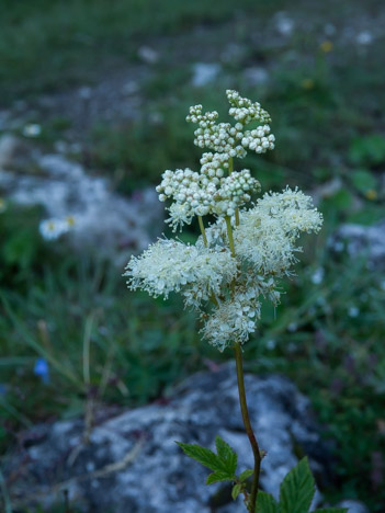 Reine-des-Prés, Spirée ulmaire