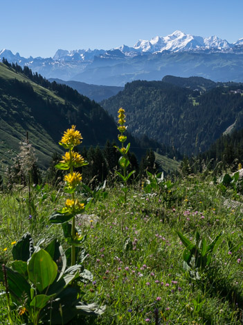 Gentiane jaune face au Mont Blanc