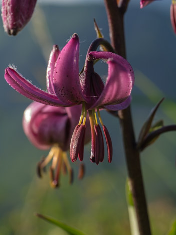 Fleur de Lis martagon