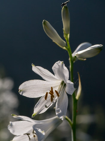 Fleur de Lis de Saint-Bruno