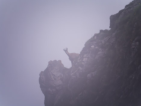 Chamois dans le bouillard sous le Pic de la Corne