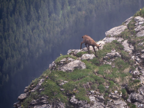 Un chamois sous le Pic de la Corne