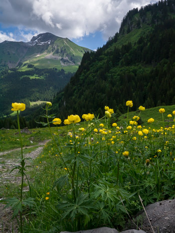 Trolle d'Europe et Mont de Grange