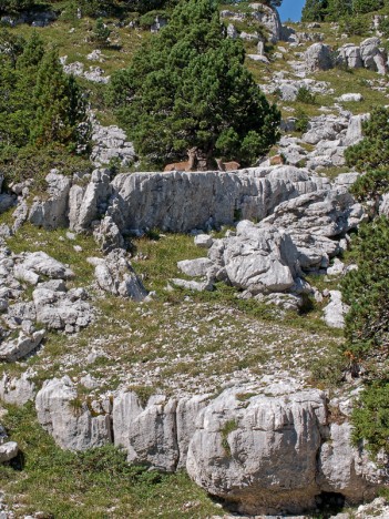 Bouquetins, étagne et cabri