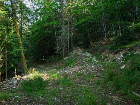Embranchement de pistes d'exploitation forestière