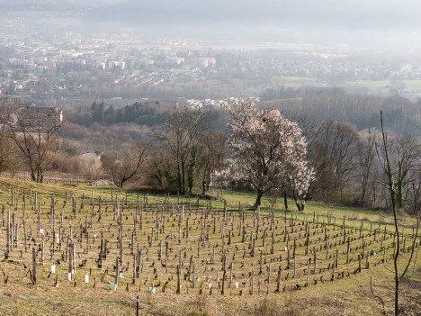 La vigne et le cerisier