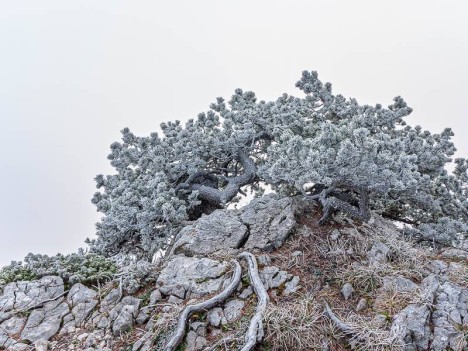 Pin givré du Pas du Jardin