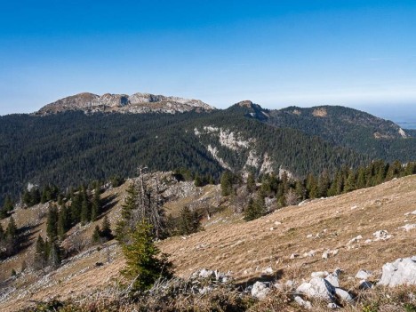 La Forêt de Génieux et la Grande Sure à l'horizon